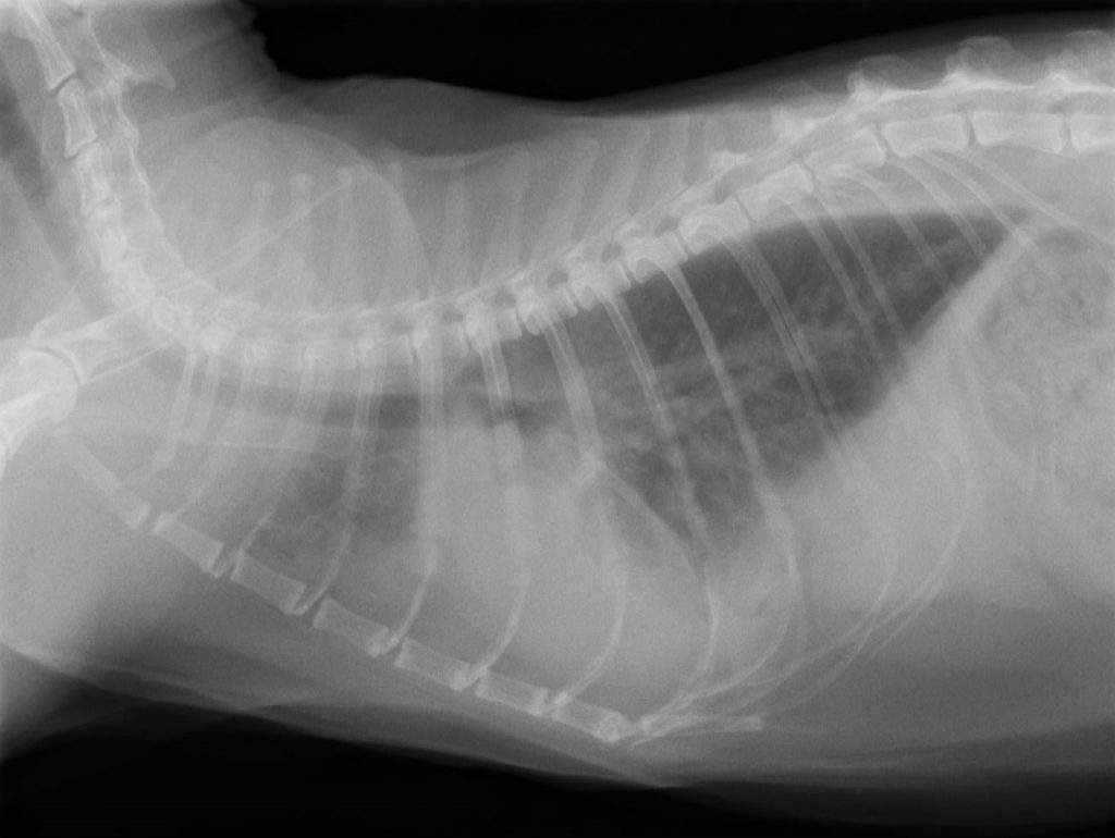 猫の心筋症の症例 u2013 横浜市青葉区のひなた動物病院｜手術2000件以上 